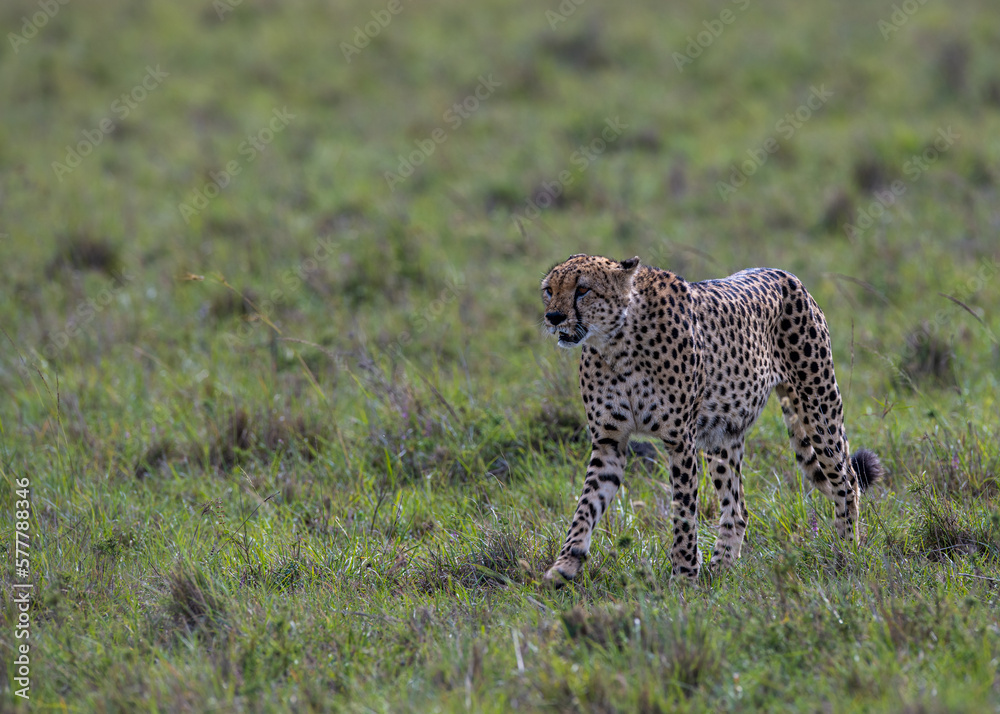 cheetah in the vast wilderness of Africa cheetah in the vast wilderness of Africa