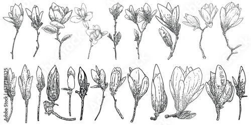 Magnolia flower drawings set. Sketch of floral botany twigs from real tree. Black and white with line art isolated on white background. Real life hand drawn illustrations of magnolia bloom. Vector.