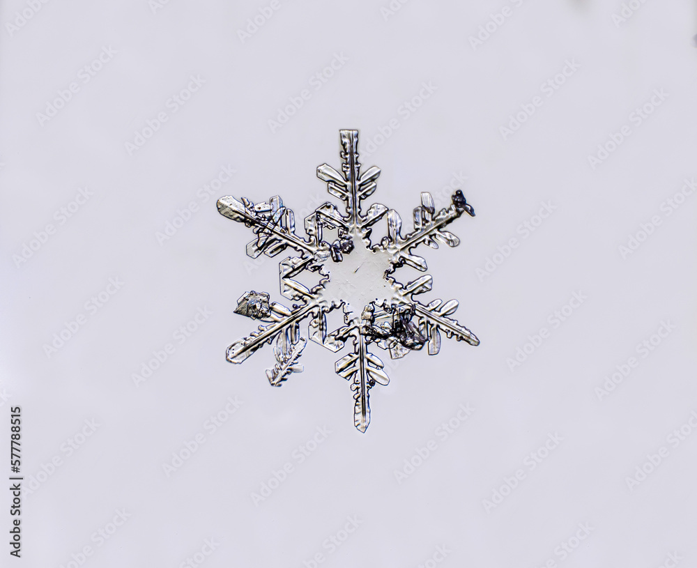 Obraz premium Macro photo of a snowflake on a gray background