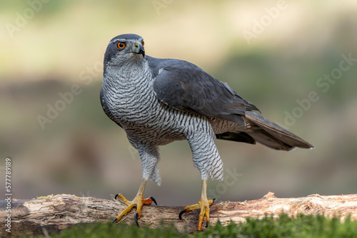 Northern Goshawk (Accipiter gentilis) in the forest of Noord Brabant in the Netherlands. 