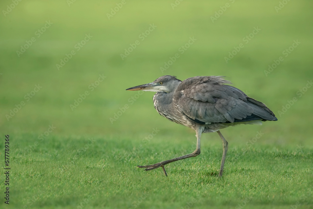 grey heron, walking on the grass, close up, in the uk in winter grey heron, walking on the grass, close up, in the uk in winter