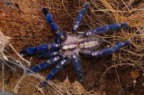 Poecilotheria metallica
Sapphire Ornamental Tarantula