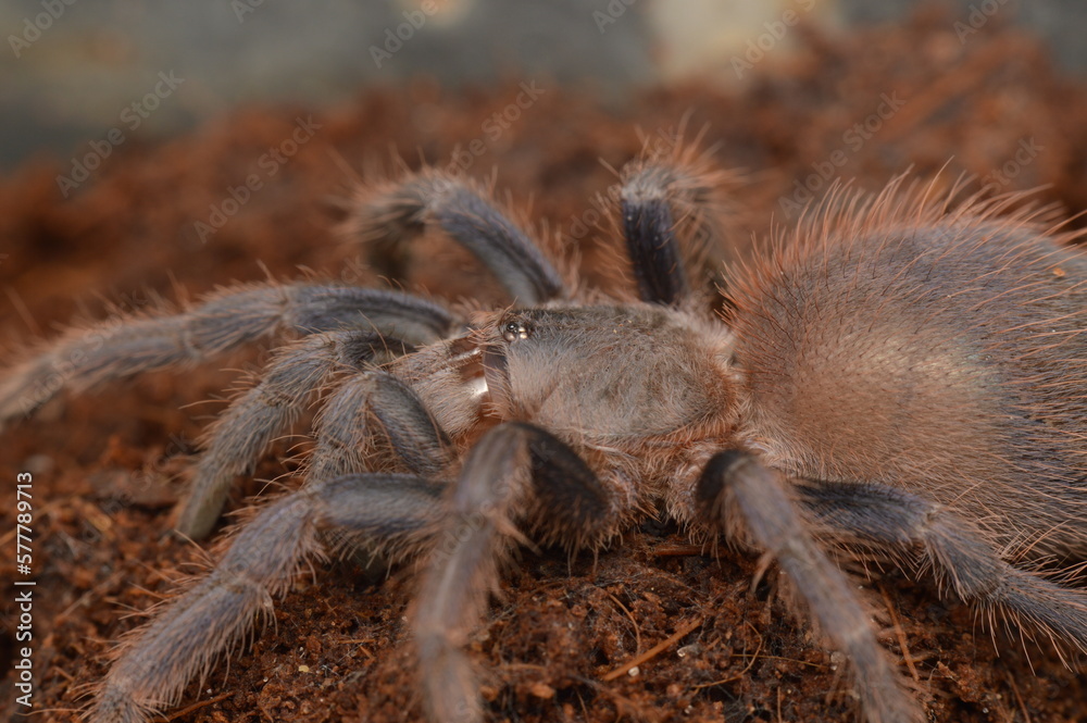 Pterinopelma sazimai
Brazilian blue tarantula Pterinopelma sazimai
Brazilian blue tarantula