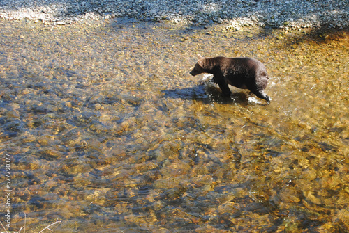 A healthy and plump grizzly bear chases salmon in a shallow river in the rainforest