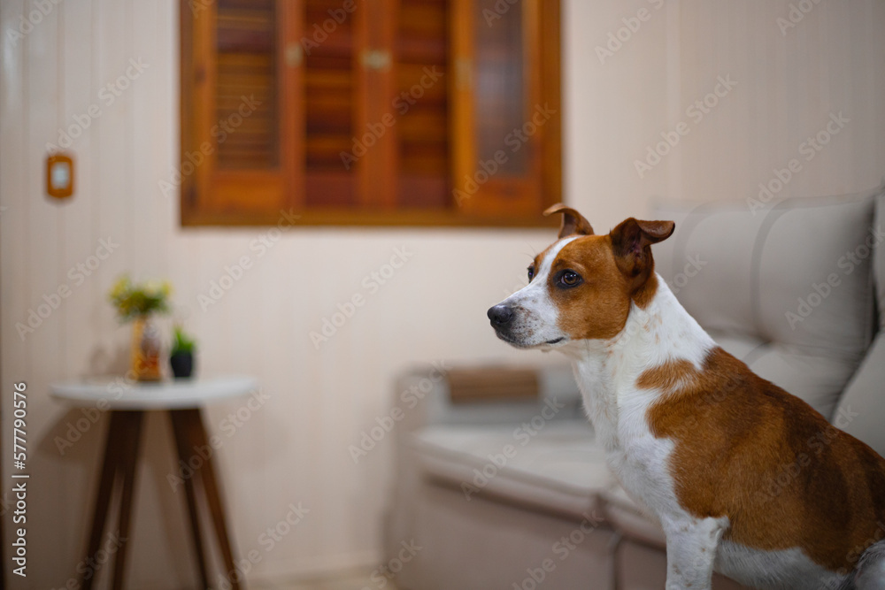 Composição estética do interior da sala de estar com cachorro