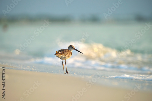 Large-Billed Dowitcher wild sea bird looking for food on seaside in summer © bilanol