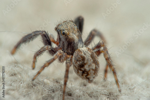 jumping spider in detail