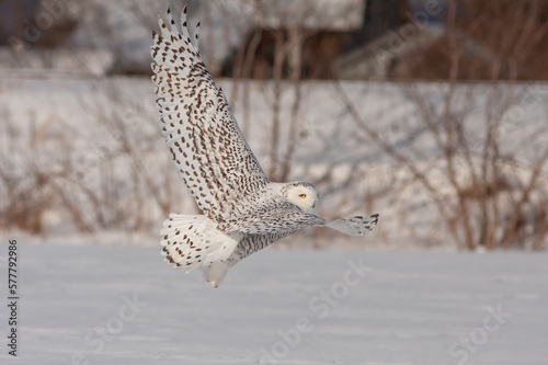 snowy owl (Bubo scandiacus) in flight