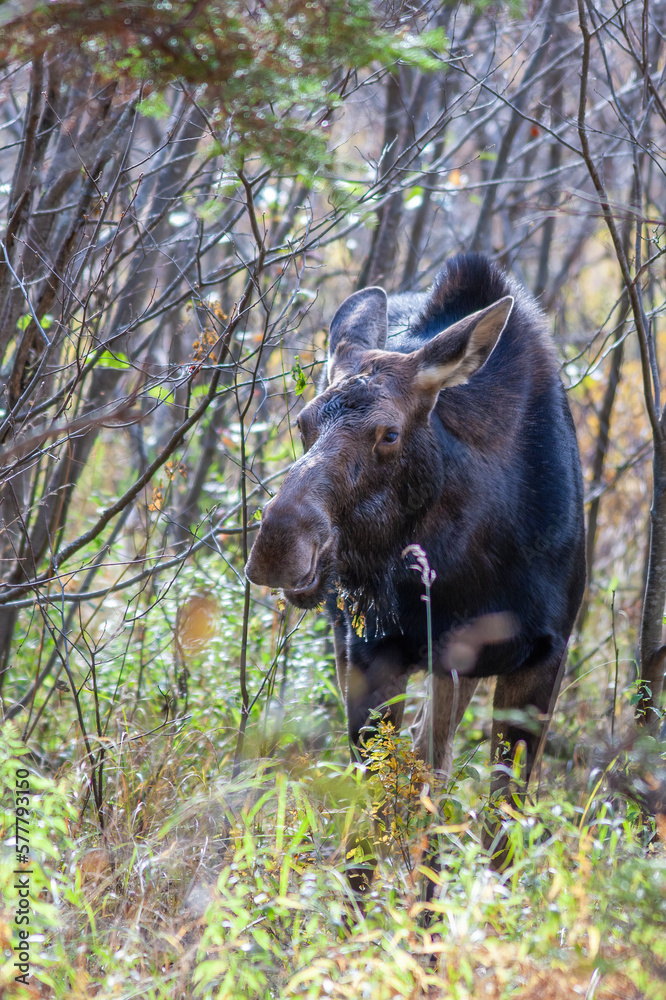 Female moose (in North America) or elk (in Eurasia) (Alces alces) in autumn Female moose (in North America) or elk (in Eurasia) (Alces alces) in autumn