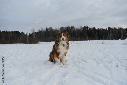 Concept of pet having fun in nature. Creative full length portrait of dog at wide angle. Brown Australian Shepherd sits in winter snow park, sticking out tongue with pleasure.