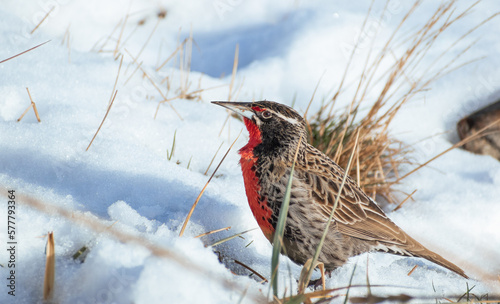 Loica macho, ave de plumas rojas y negras con blanco en prado de pasto verde y corto  en la nieve, fauna chilena 