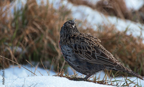 Loica macho, ave de plumas rojas y negras con blanco en prado de pasto verde y corto en la nieve, fauna chilena 	 photo