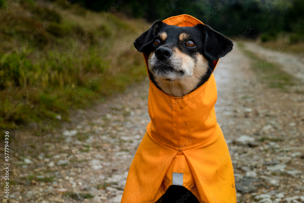 Dirty black dog in the wood. Dog in a yellow raincoat in the forest