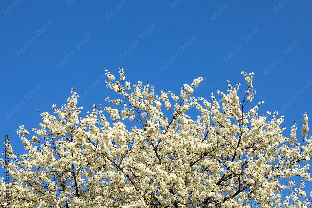 Lots of white cherry blossoms on branches on a tree against a blue sky. Copyspace. Selective focus. Lots of white cherry blossoms on branches on a tree against a blue sky. Copyspace. Selective focus.
