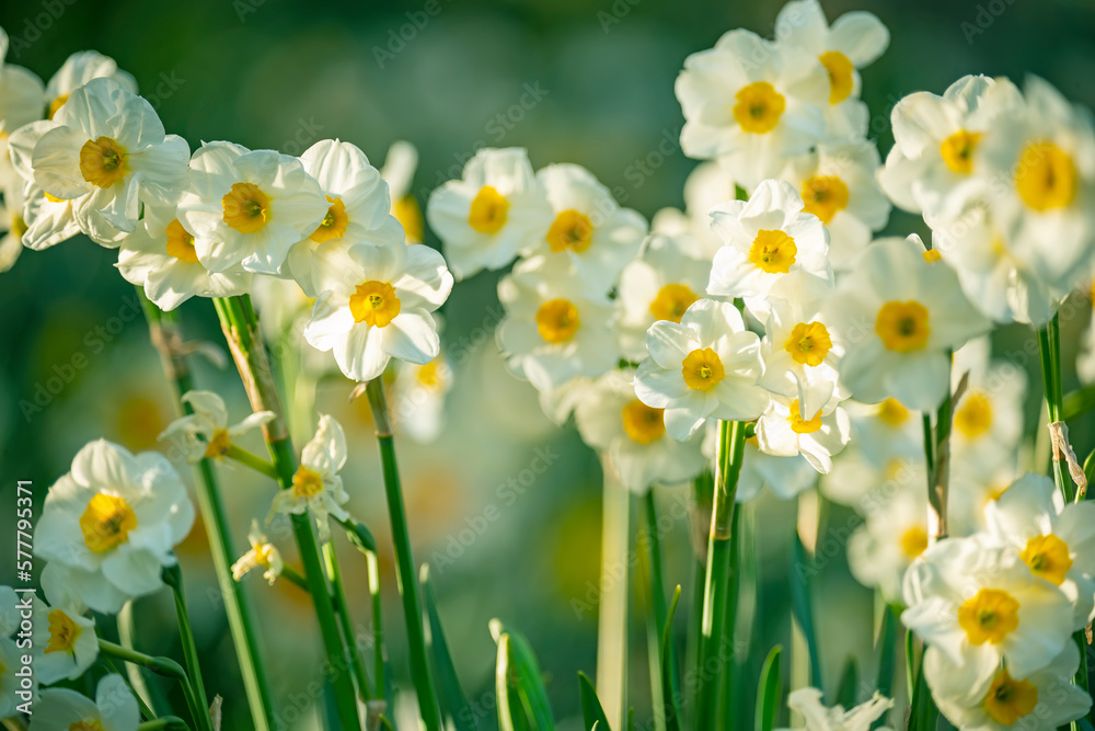 A tender girl with long blond hair in a flowery spring meadow. Lush flowering of daffodils