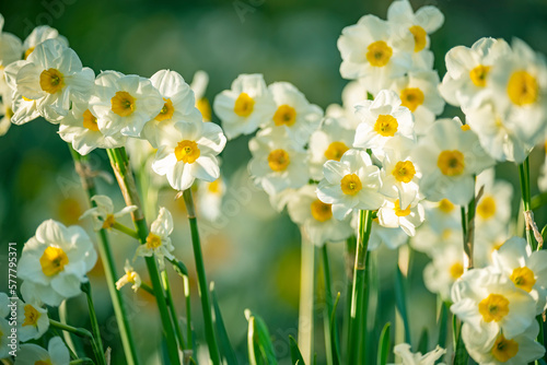 Fototapeta Naklejka Na Ścianę i Meble -  A tender girl with long blond hair in a flowery spring meadow. Lush flowering of daffodils