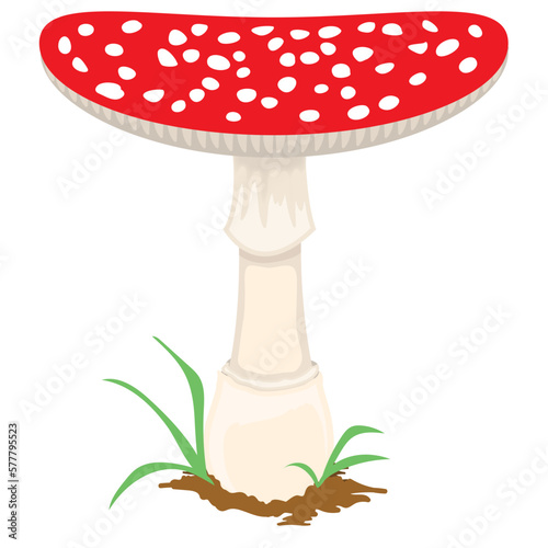 Mushroom Illustration realistic 