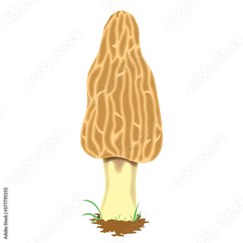 Mushroom Illustration realistic 