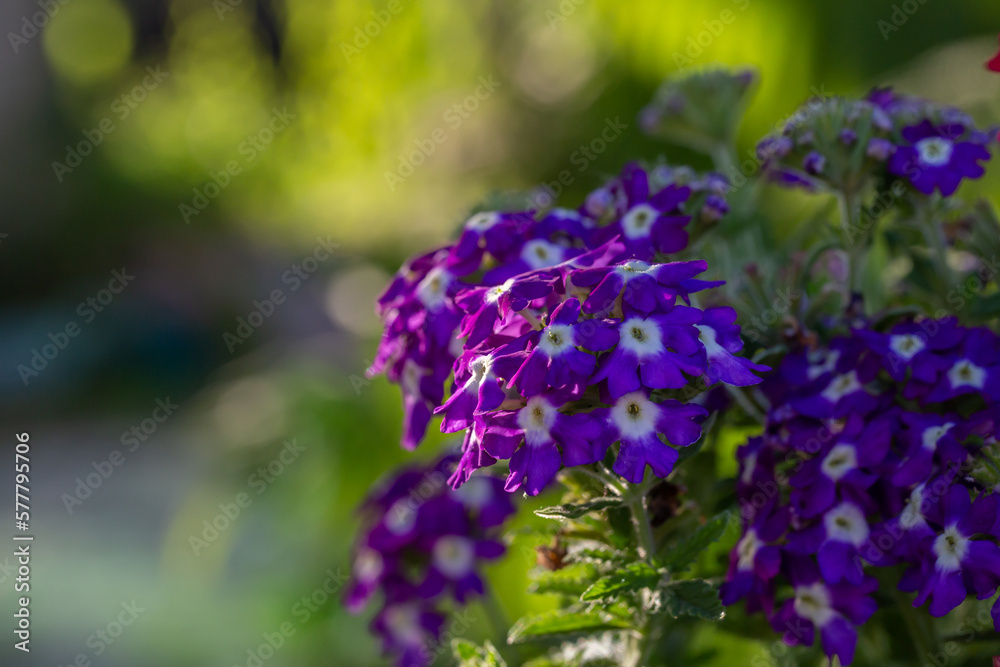 Blooming purple verbena flowers on a sunny day close-up photo. Garden flowers of violet vervain flowers in sunlight in springtime. A glade of lilac wildflowers in the sunset light in the summer. Blooming purple verbena flowers on a sunny day close-up photo. Garden flowers of violet vervain flowers in sunlight in springtime. A glade of lilac wildflowers in the sunset light in the summer.