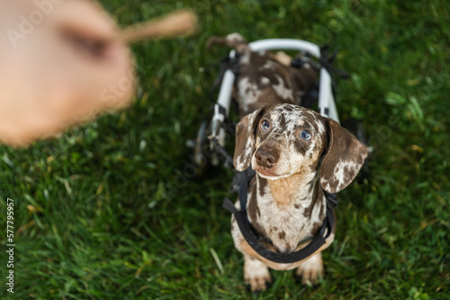 The dog in the wheelchair stands on the grass and looks at the dog food in the owner hands