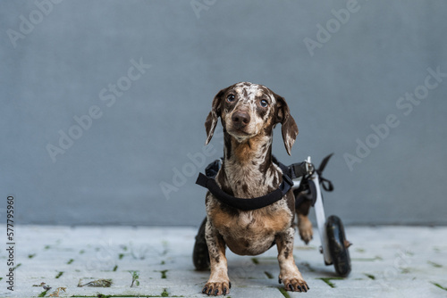 The dog stands in a wheelchair in front of the wall and looks at the camera