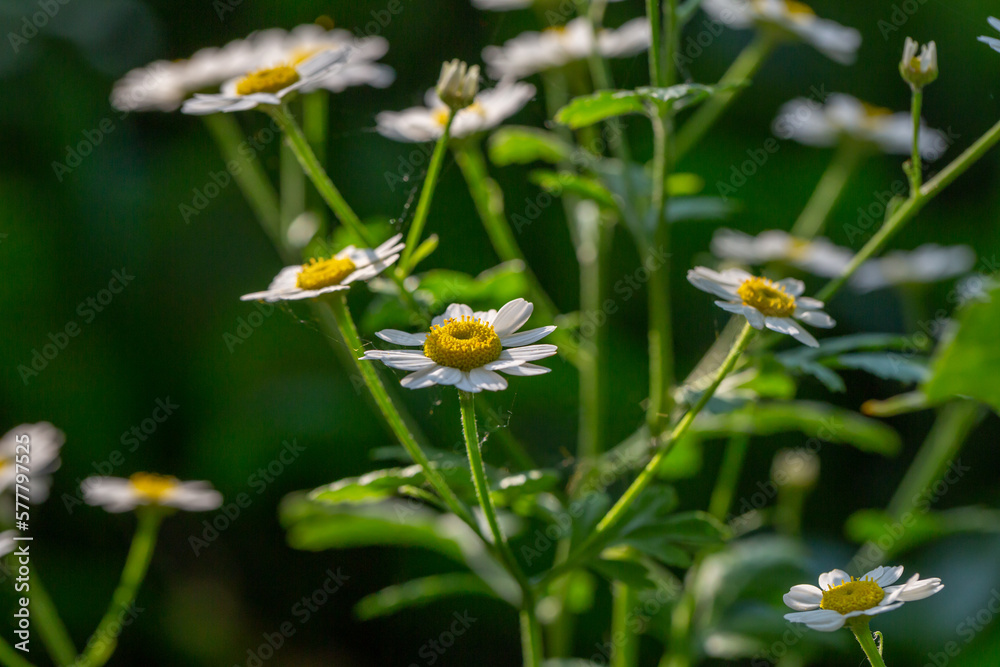Blooming chamomile flower on a summer sunny day macro photo. Wildflowers with white petals in the meadow close-up photo. Blossom daisies in springtime floral background. Blooming chamomile flower on a summer sunny day macro photo. Wildflowers with white petals in the meadow close-up photo. Blossom daisies in springtime floral background.