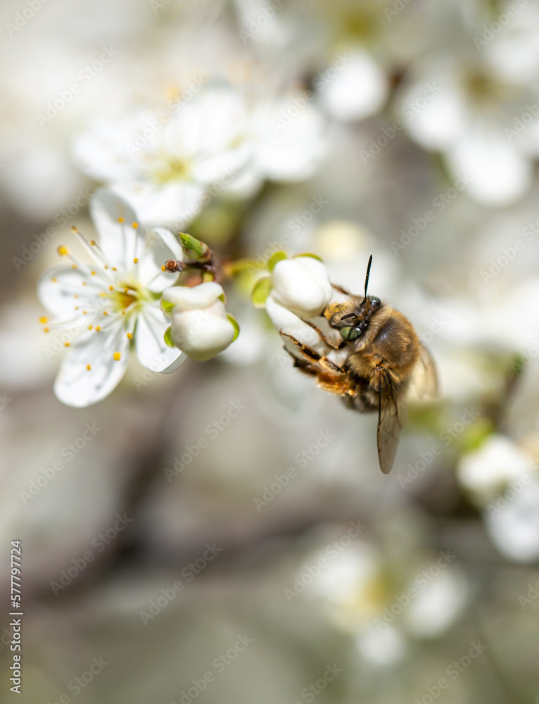 Bee on a flower of the white cherry blossoms. White flowers bloom in the trees. Spring landscape with blooming sakura tree. Beautiful blooming garden on a sunny day. Copy space for text. Bee on a flower of the white cherry blossoms. White flowers bloom in the trees. Spring landscape with blooming sakura tree. Beautiful blooming garden on a sunny day. Copy space for text.