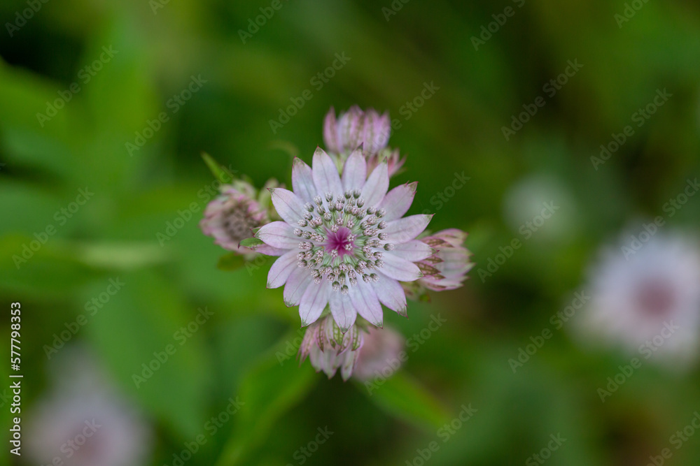 Blossom lilac astrantia flower on a green background close-up photo in summertime. Garden flower with pink petals macro photography in a sunny summer day. Blossom lilac astrantia flower on a green background close-up photo in summertime. Garden flower with pink petals macro photography in a sunny summer day.