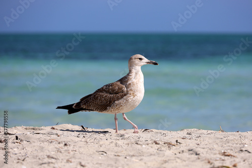 Seagull walking by the sand on sea waves background © Oleg