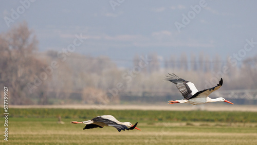 Storks flying low to the ground in search of food in a meadow in Provence, France