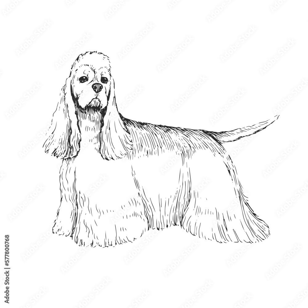 Vector illustration of an American Cocker Spaniel isolated on a white background. Sketch with a pet in the style of engraving. A breed of dog for hunting.