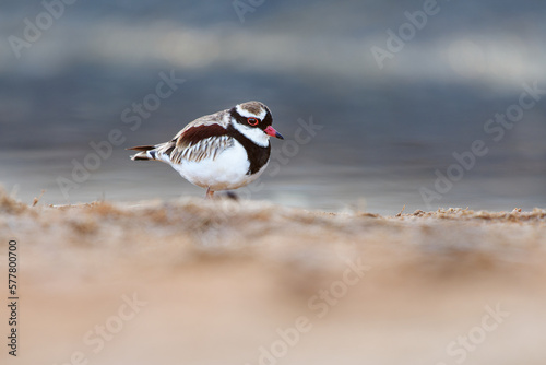 Black-fronted Dotterel - Elseyornis melanops small plover wader in the Charadriidae family, bird on the australian beach next to the water during sunset or sunrise, red bill photo