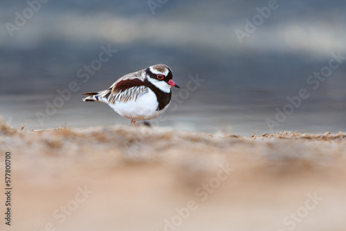 Black-fronted Dotterel - Elseyornis melanops small plover wader in the Charadriidae family, bird on the australian beach next to the water during sunset or sunrise, red bill