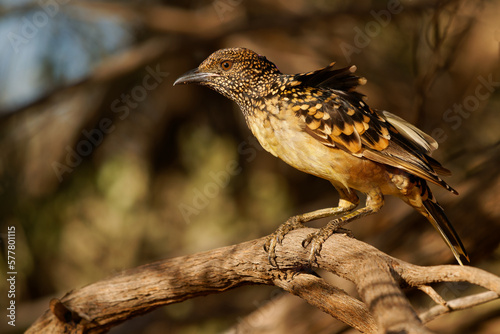 Western Bowerbird - Chlamydera guttata  endemic bird of Australia in Ptilonorhynchidae, brown with spots with a pink erectile crest on the nape, male constructs elaborate bower to attract females photo