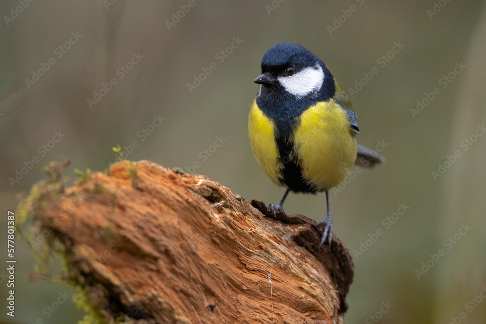 Fototapeta premium Great tit bird Parus major perched on tree stump
