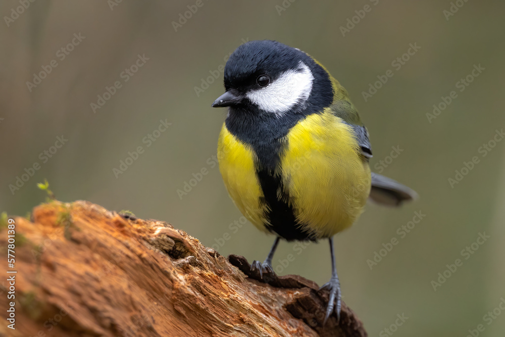 Great tit bird close-up Parus major