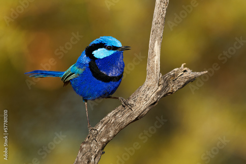 Fotografia Splendid Fairywren - Malurus splendens passerine bird in Maluridae in sun, blue