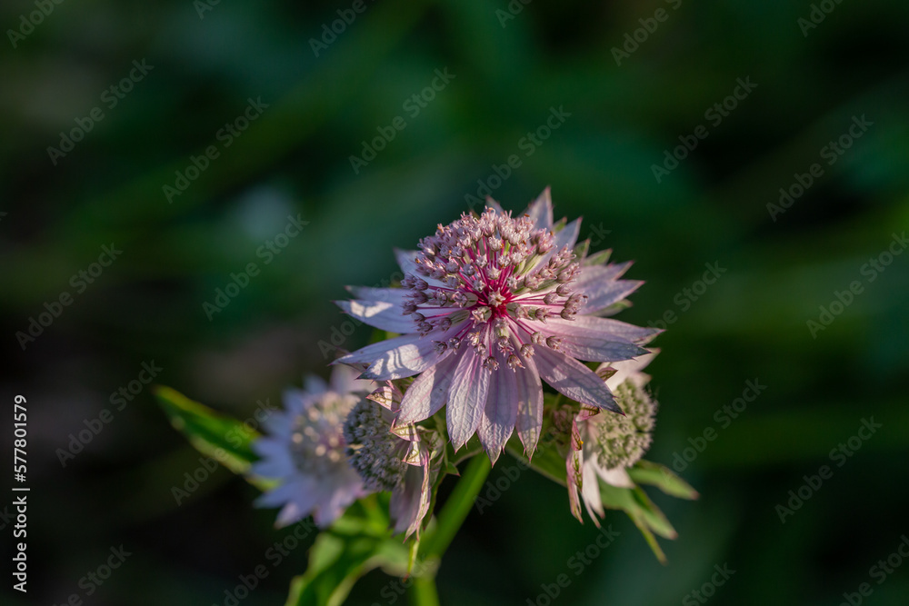 Blossom lilac astrantia flower on a green background close-up photo in summertime. Garden flower with pink petals macro photography in a sunny summer day. Blossom lilac astrantia flower on a green background close-up photo in summertime. Garden flower with pink petals macro photography in a sunny summer day.