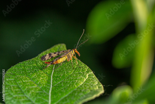 Black and yellow scorpionfly insect sits on a green leaf macro photography. Scoprpion fly insect sitting on a plant on a summer sunny day, close-up photo. 