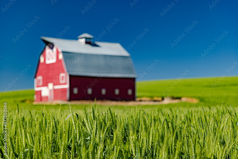 Obraz premium Red Barn 4