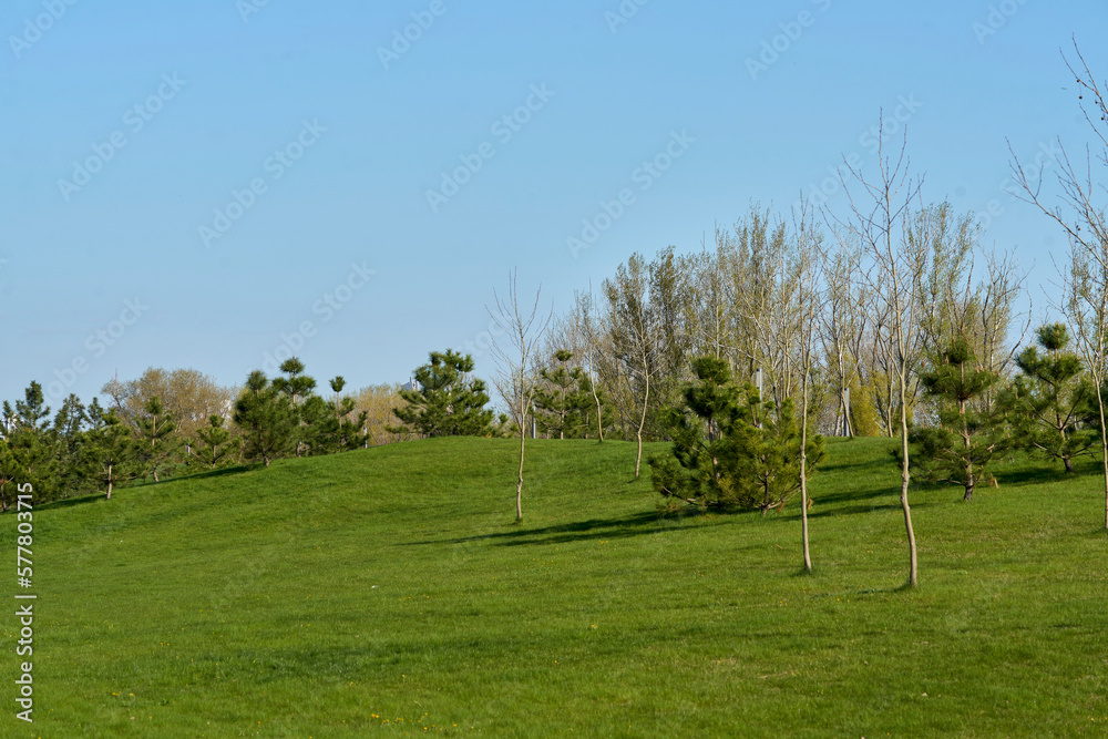 Golf course with young birches and pines.