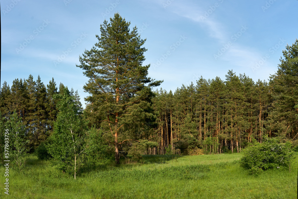 A young birch in a clearing in a pine forest.
