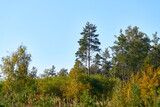 Autumn coniferous forest with young birches.