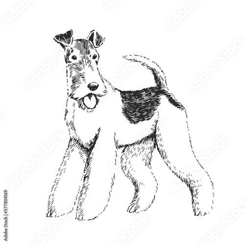 Vector illustration of a Fox Terrier isolated on a white background. Sketch with a cute pet in the style of engraving. A breed of dog for hunting.