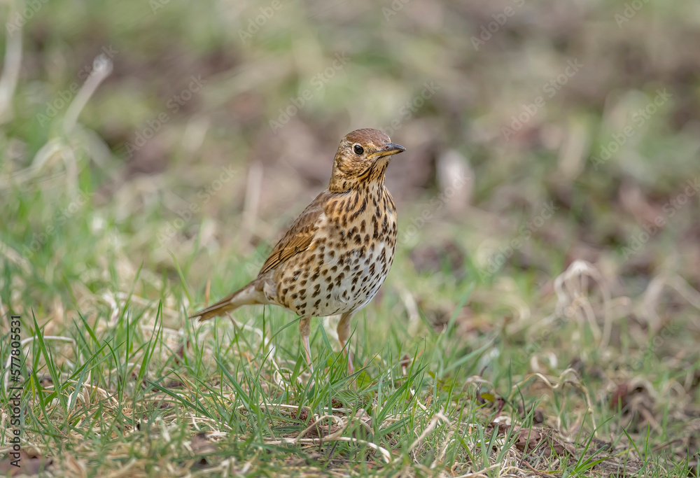 mistle thrush, Turdus viscivorus, on the grass in the uk in spring mistle thrush, Turdus viscivorus, on the grass in the uk in spring