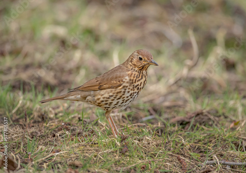 mistle thrush, Turdus viscivorus, on the grass in the uk in spring