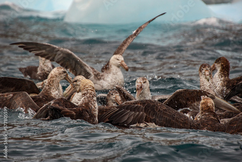 Giant petrels