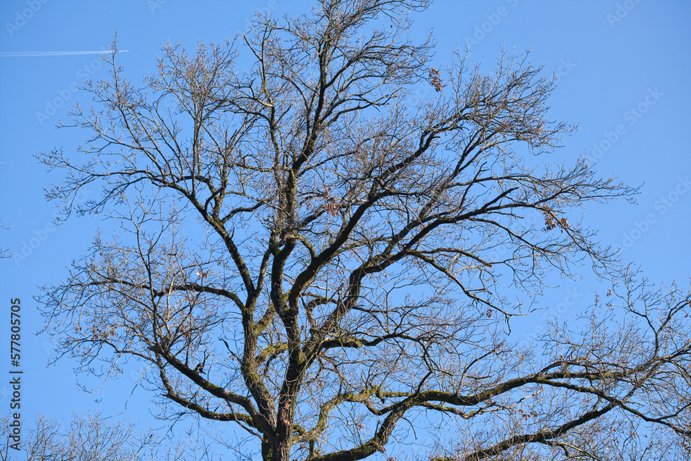 beautiful branchy treetop in spring without leaves, blue sky beautiful branchy treetop in spring without leaves, blue sky