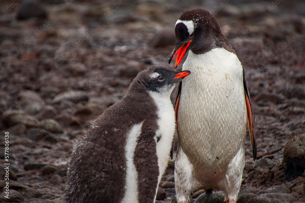 Fototapeta premium Gentoo penguins