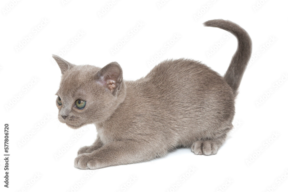 Kitten of the American Burmese blue color